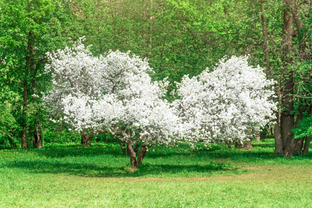 Blooming apple tree - unusual shape is like a heart in the green park spring timeの写真素材