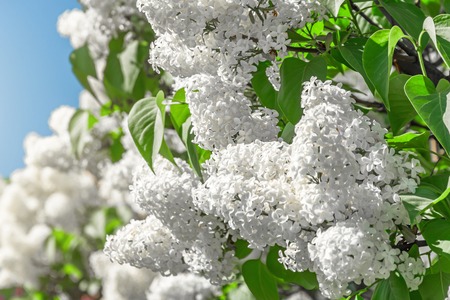 Blooming brush of lilac bush - white color, against the blue skyの写真素材