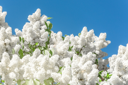 Blooming brush of lilac bush - white color, against the blue skyの写真素材