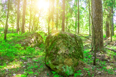 Stones overgrown with moss in the dense forest of the taiga, with sunlightの写真素材