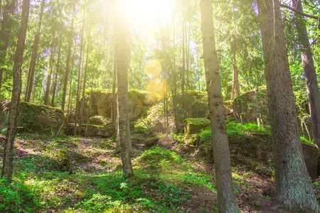 Stones overgrown with moss in the dense forest of the taiga, with sunlightの写真素材