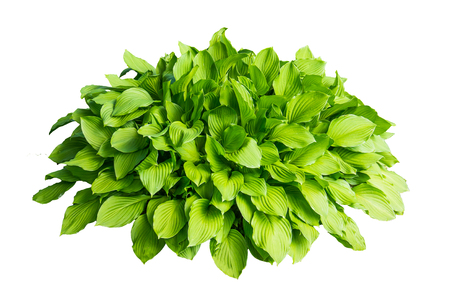 Green bush with large leaves isolated on white backgroundの写真素材