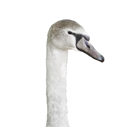 Head and neck of a swan white with gray spots, isolated on white backgroundの写真素材