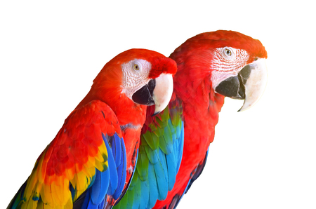 Two parrots red in tropical forest birds isolated on white backgroundの写真素材