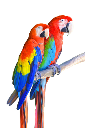 Two parrots red in tropical forest birds sit on a branch isolated on white backgroundの写真素材