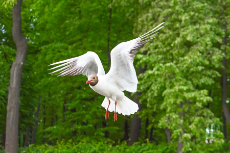 Seagulls lake gull flies in the air against the background of the green trees of the forest parkの写真素材