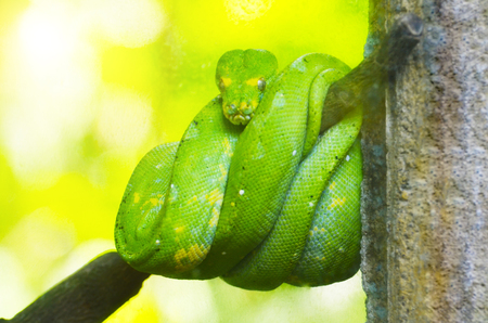 Green python on the branches of trees in the jungleの写真素材