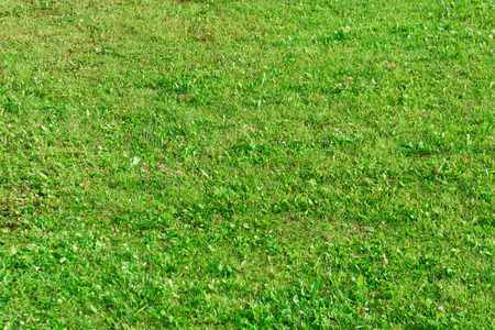 Grass on the slope of the lawn textureの写真素材