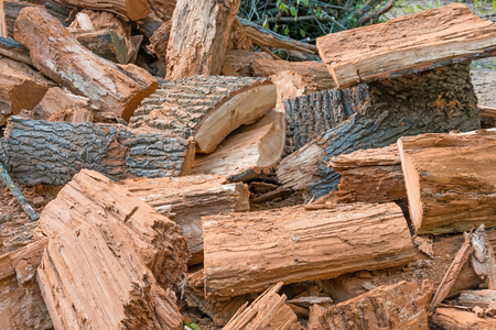 Pile of old rotten stumps of trees felled in the woodsの写真素材