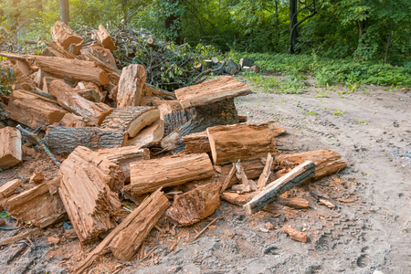 Heap of old felled tree stumps on the edge of the forestの写真素材