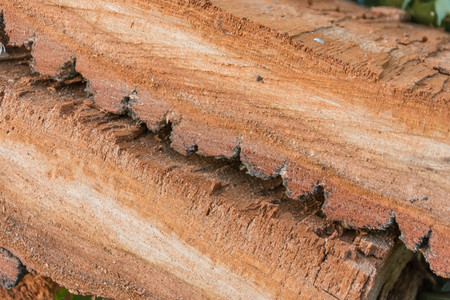Layer of the bark of the old tree is sawn in a sectionの写真素材