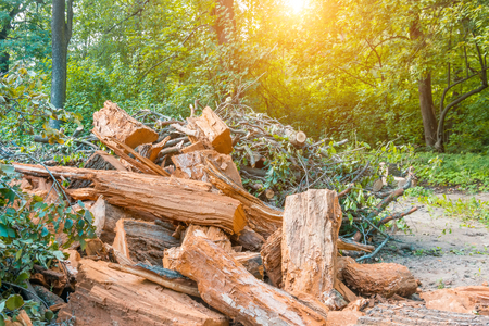 Heap of old felled tree stumps on the edge of the forest, garbage dumpの写真素材