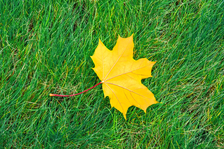 Single yellow maple leaf is lying on a green grass meadowの写真素材