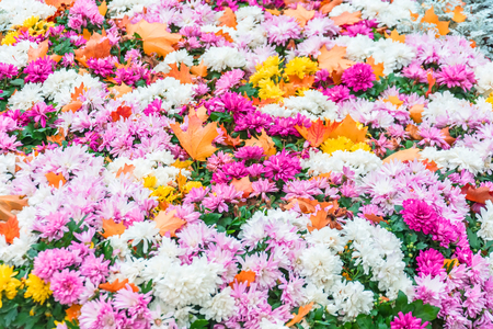 Flowerbed with blooming asters in autumn, and covered with spruce orange leavesの写真素材