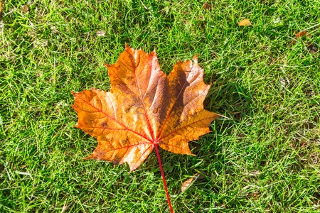 Single orange maple leaf in the morning water dew is lying on a green grass meadowの写真素材