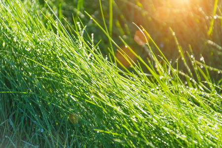 Background of dew drops on bright green grassの写真素材