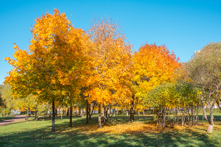 Maple trees in the park in autumnの写真素材