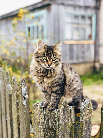 Fluffy tabby cat sits on a fence in a villageの写真素材