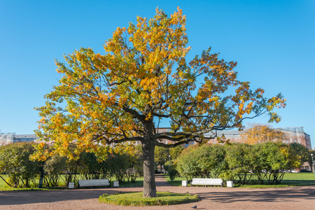 Fall trees with yellowed foliage in sunny October parkの写真素材