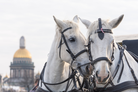 Two white horses love each other in St. Petersburg on the background of St. Isaac's Cathedralの写真素材