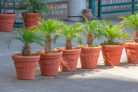Row of in the courtyard potted plants palm treesの写真素材