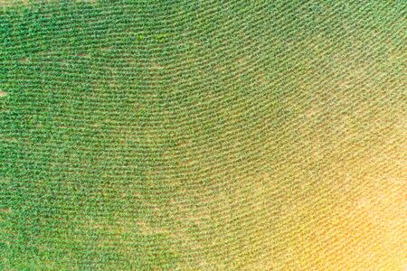 Aerial view of field growing planting rows of corn cropsの写真素材
