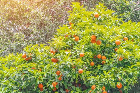 Crown tangerine tree in with fruits in the parkの写真素材