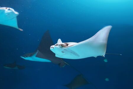 Flock of stingrays are swimming on the blue sea