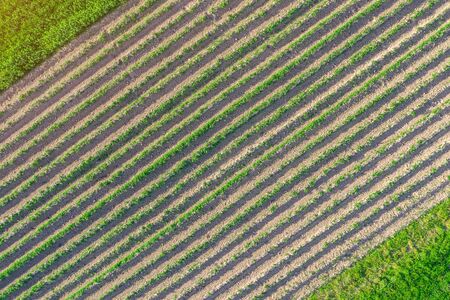 Plowed land with crop planting, aerial view from heightの写真素材