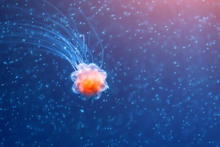 Red little jellyfish with poisonous tentacles swims among bubbles in cold watersの写真素材