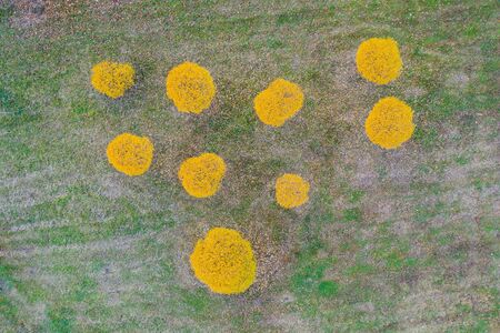 Aerial top view small autumnal willow trees on grass lawn in a parkの写真素材