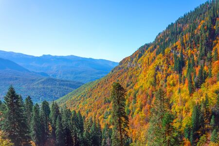 View of a mountain gorge with a dense forest, spruce, oaks, and other trees in autumn colorsの写真素材