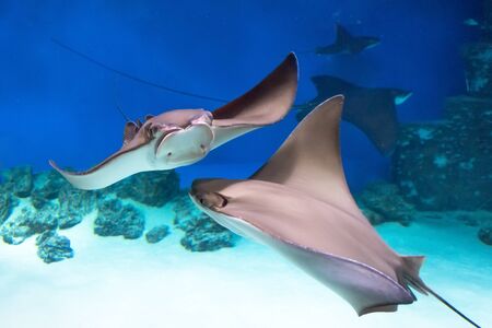 Two stingrays are swimming on the blue sea near the underwater rocks and white sandの写真素材