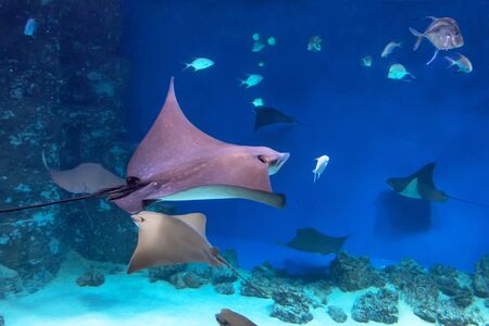 Several stingrays among fish swim in the blue sea