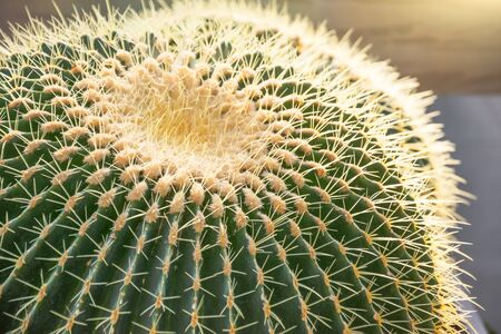 Big cactus green with yellow spines near close up viewの写真素材