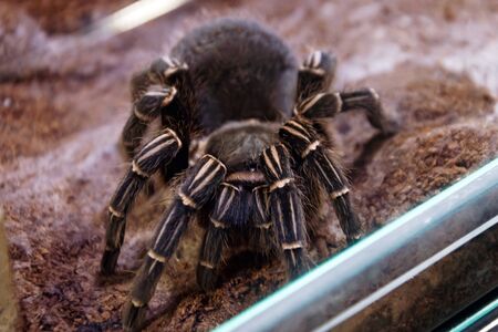 Brazilian whiteknee tarantula spider sits on the groundの写真素材
