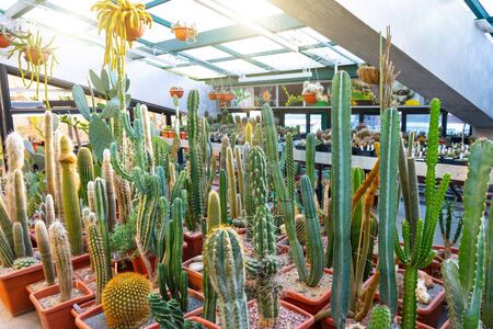 Many long cacti in a tropical desert greenhouseの写真素材