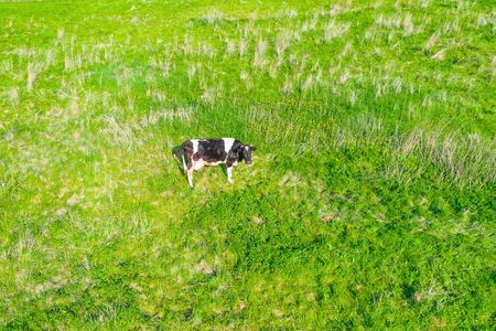 Lonely cow on a green lush grassy meadow in the countryside, sunny summer day aerial top viewの写真素材