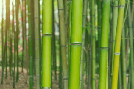 Bamboo forest and thickets, trunks close up green eco textureの写真素材