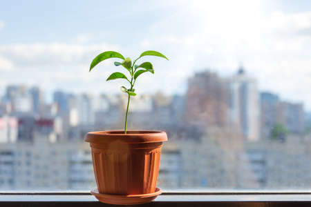 Green citrus lemon plant on the window of a sunlit room, in the distance the urban background, many residential buildingsの写真素材