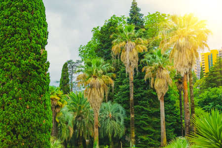 Cypress trees and thickets of different palms in a tropical Mediterranean parkの写真素材