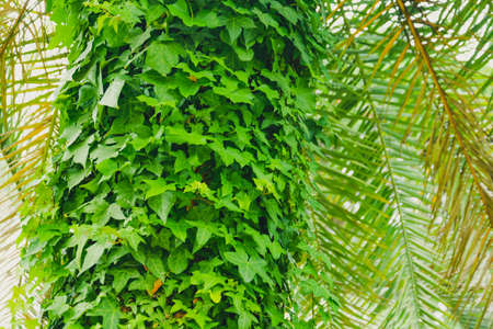 Ivy thickets on the trunk of a tropical palm treeの写真素材