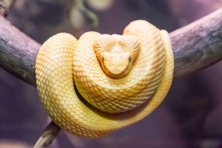 White snake sits folded in rings on a tree branch