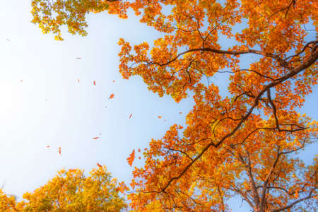 Dense branches of oak and falling leaves in autumn against the blue sky. Leaf fall in the park