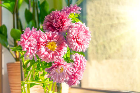Pink asters in a vase on the table at home