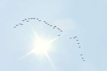 A migratory flock of geese flies in the form of a wedge to the south, wintering is autumn. There is...