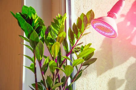 Lamp for supplementary lighting of plants in winter, to increase daylight hoursの写真素材