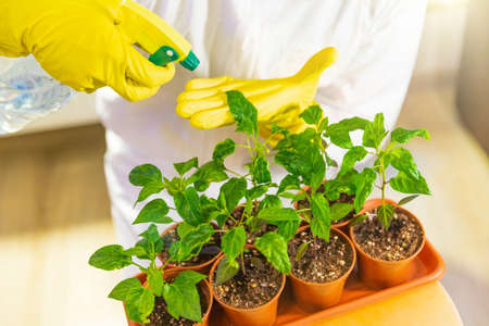 Gardener scientist with gloves processes the seedlings, sprays the leaves with fertilizer and fights...