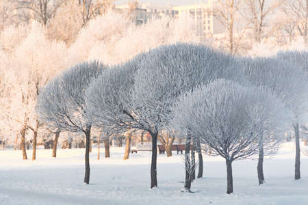 Trees covered in hoarfrost in a city park after a night cold fogの写真素材