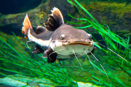 Catfish fish swim and live in a huge aquarium
